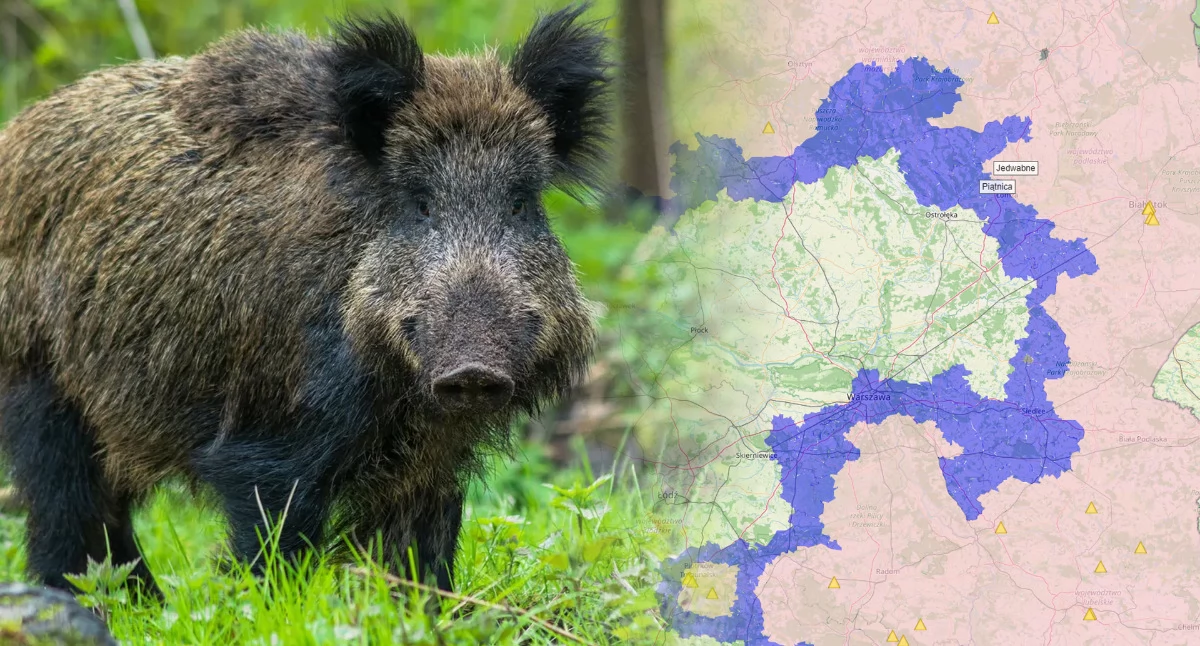 Afrykański Pomór Świń! Apel Powiatowego Lekarza Weterynarii w Łomży o zachowanie czujności