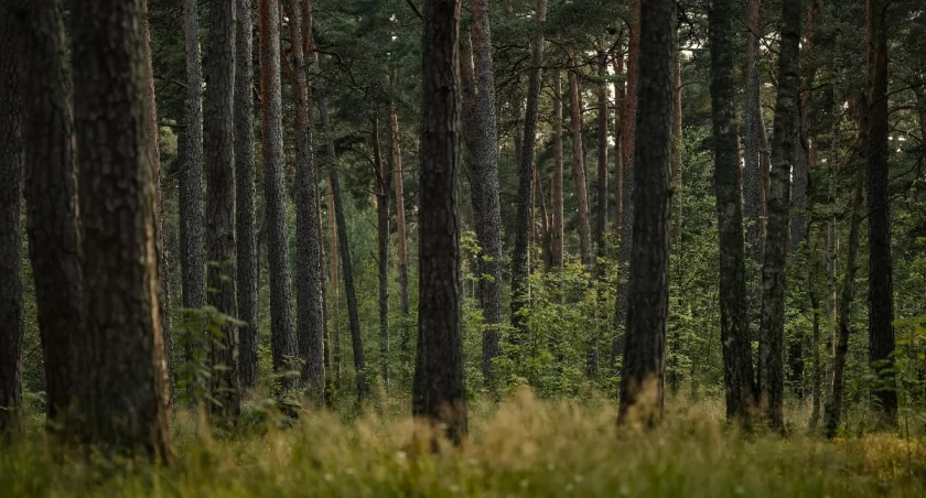Fot. Pexels