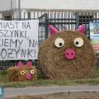 zdjęcie nr 13