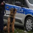 Fotka nr 4 z 5