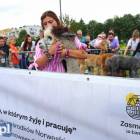 zdjęcie nr 15