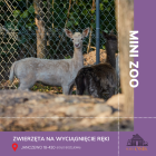 zdjęcie nr 11