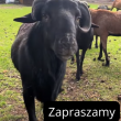 zdjęcie nr 
