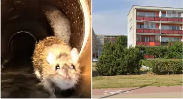 Szczury w blokach przy Księcia Janusza. Mieszkańcy alarmują, spółdzielnia odpowiada