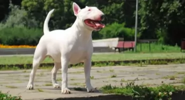 Dramat na ul. Szmaragdowej. Pies zaatakował dziecko wracające z placu zabaw